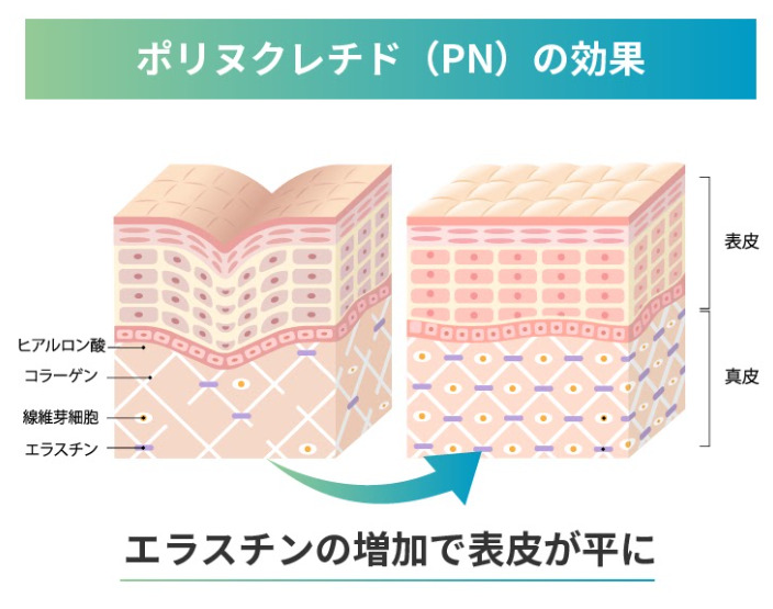 ポリヌクレチド（PN）の効果